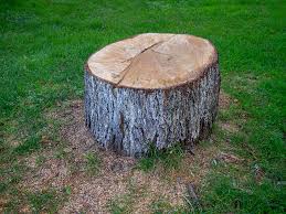 Trusted Rio Communities, NM Tree Care Experts
